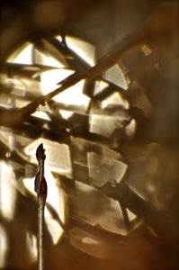 REFRACTED BUD