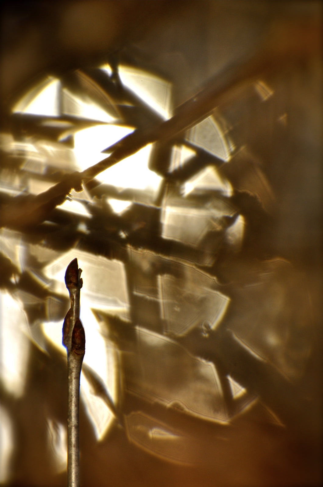 REFRACTED BUD