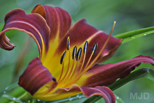 OPEN FLOWER - Digital & Print Optimized Files