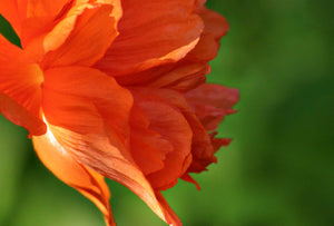 ORANGE POPPY