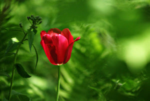SPRING TULIP