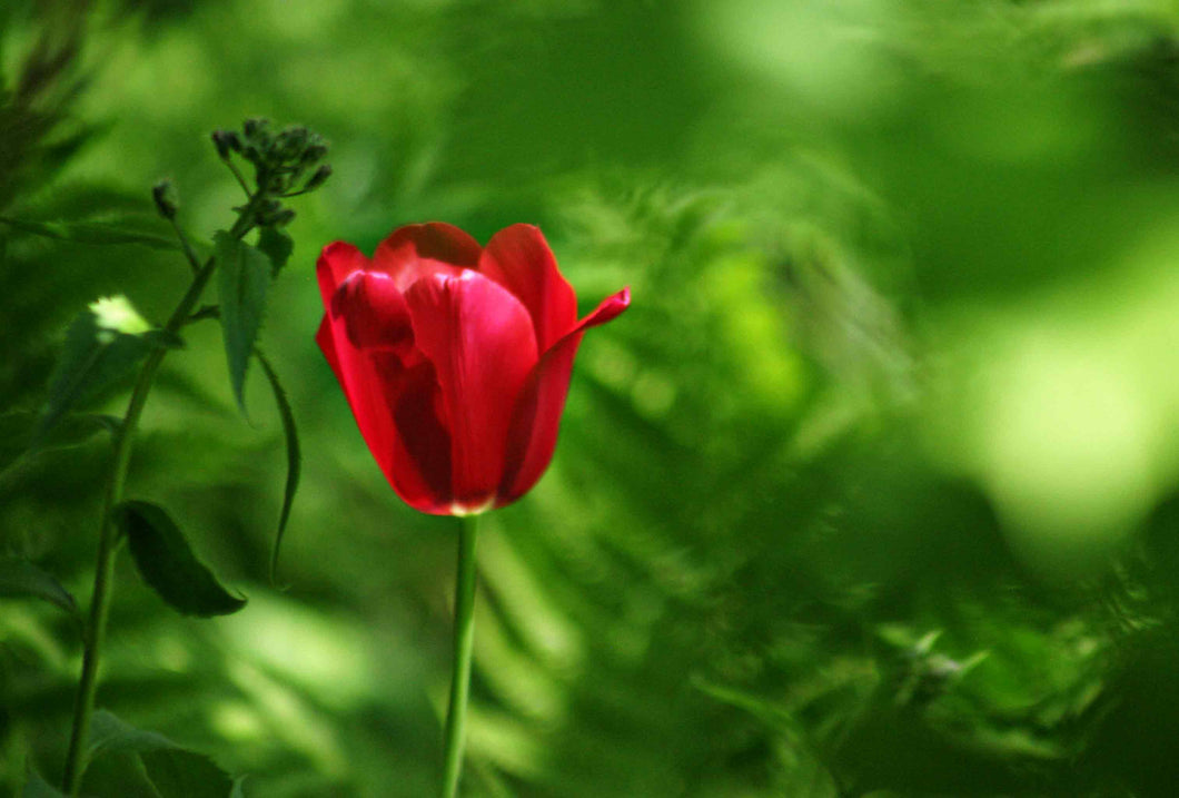SPRING TULIP